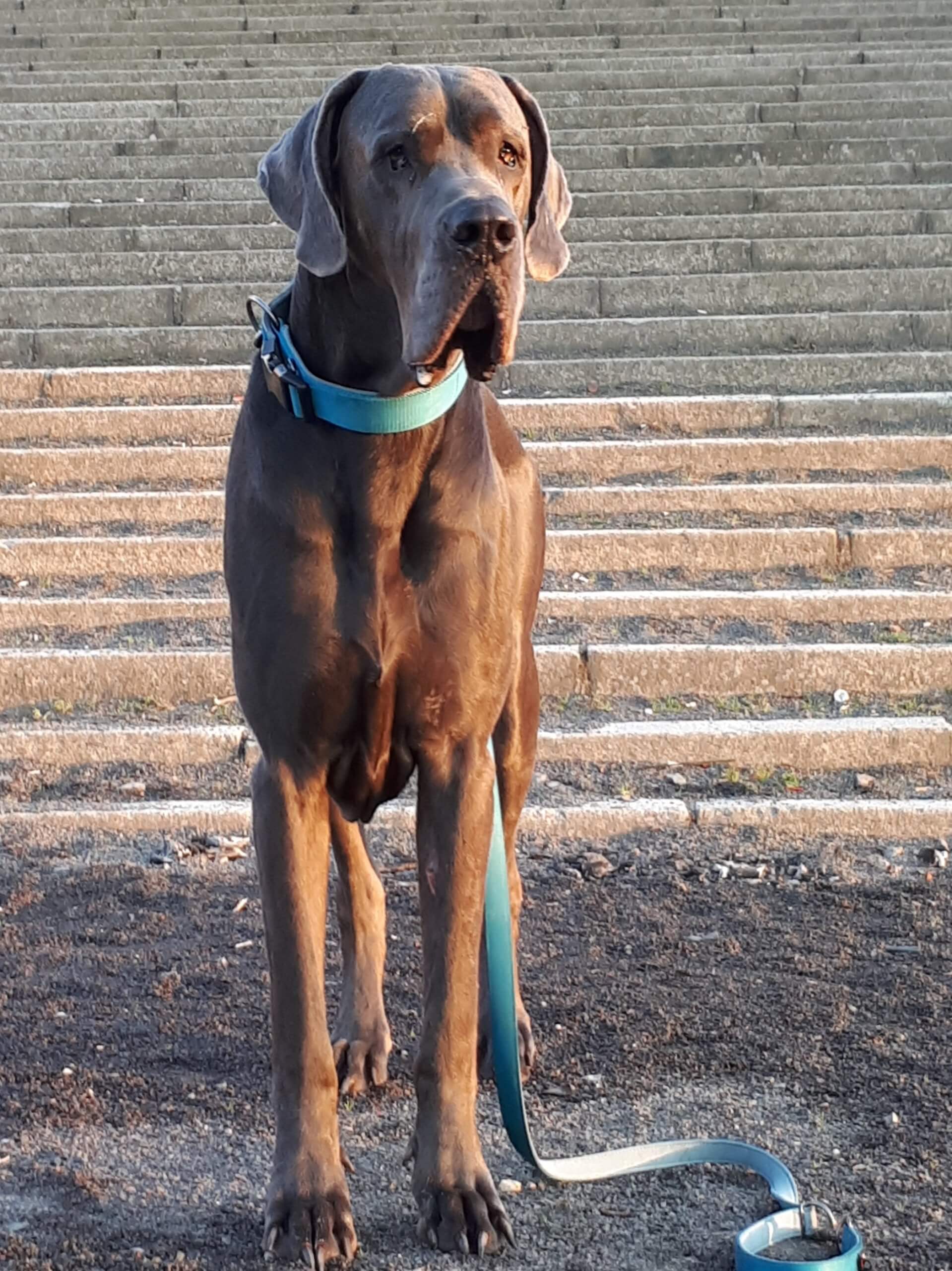 Ich bin Dexter, Coachinghund für tiergestütztes Coaching (c) Silvia Füßl / klarheit-schafft-erfolg.de